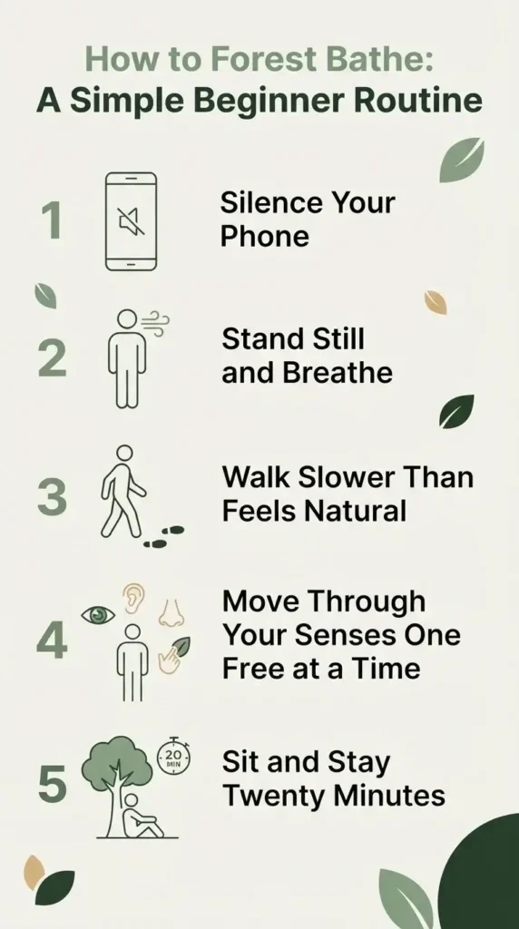 Step-by-step infographic showing a simple beginner forest bathing sensory routine in five calm stages